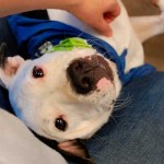 McDonald's_meglio_pitbull_03 McDonald's meglio di un pitbull 03