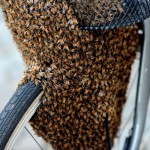 Svezia, sciame di api si insedia nel cestino di una bicicletta01