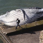 Australia, carcassa di una grande balena in una piscina davanti al mare di Sydney04