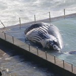 Australia, carcassa di una grande balena in una piscina davanti al mare di Sydney03