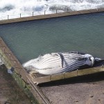 Australia, carcassa di una grande balena in una piscina davanti al mare di Sydney02