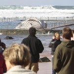 Australia, carcassa di una grande balena in una piscina davanti al mare di Sydney01