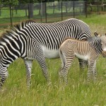 Zebra Londra 01