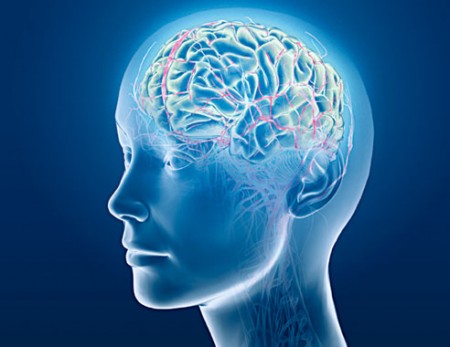 Cervello umano in provetta, misura 4 millimetri e aiuterà la ricerca