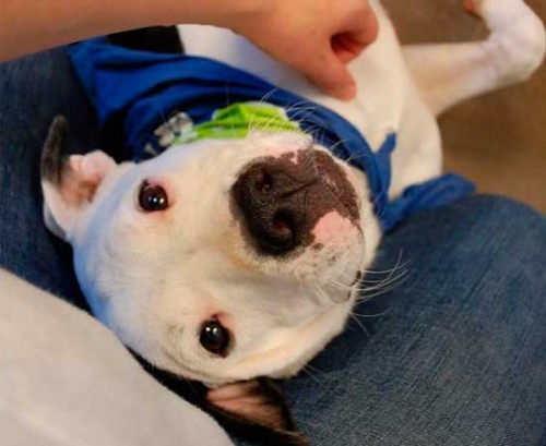 McDonald's meglio di un pitbull 03