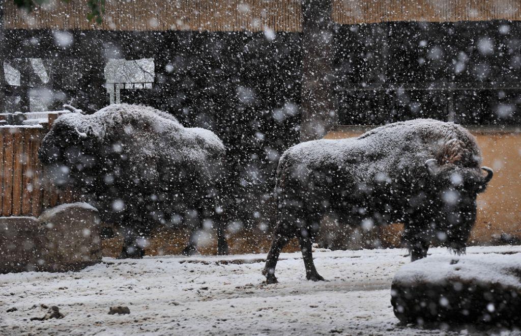 Gli animali del Bioparco di Roma sotto la neve02