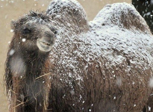 Gli animali del Bioparco di Roma sotto la neve05