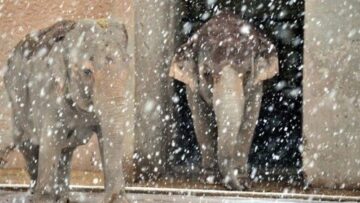 Gli animali del Bioparco di Roma sotto la neve08