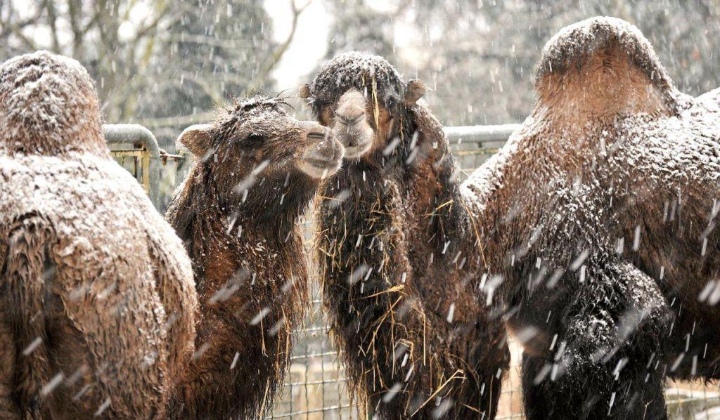 Gli animali del Bioparco di Roma sotto la neve09