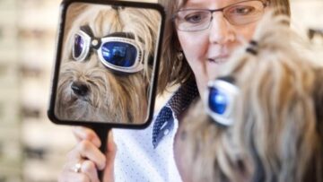La cagnolina Lucy dall'ottico con occhiali da sole01