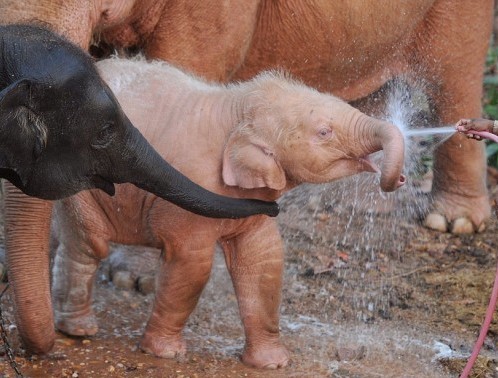 Elefante rosa viene lavato 03