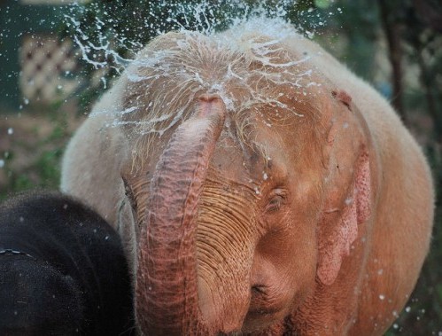 Elefante rosa viene lavato 02