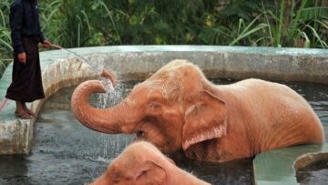 Elefante rosa viene lavato 01