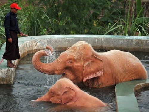 Elefante rosa viene lavato 01