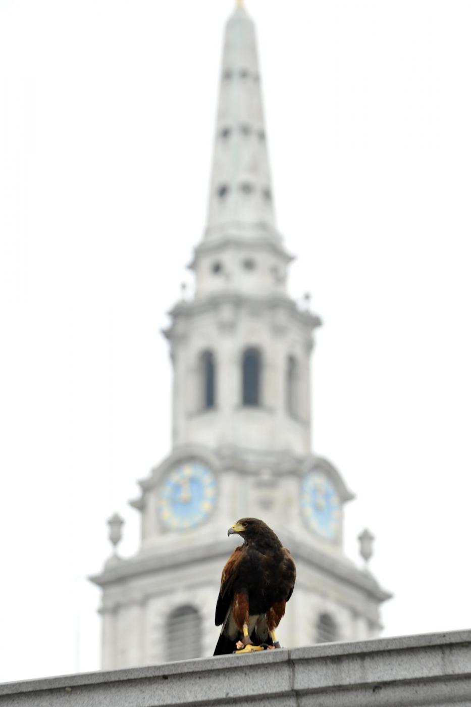 Il falco di Trafalgar square02
