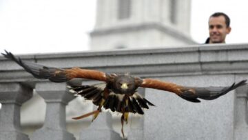 Il falco di Trafalgar square05