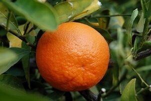 arancia modificata