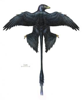 Microraptor Microraptor
