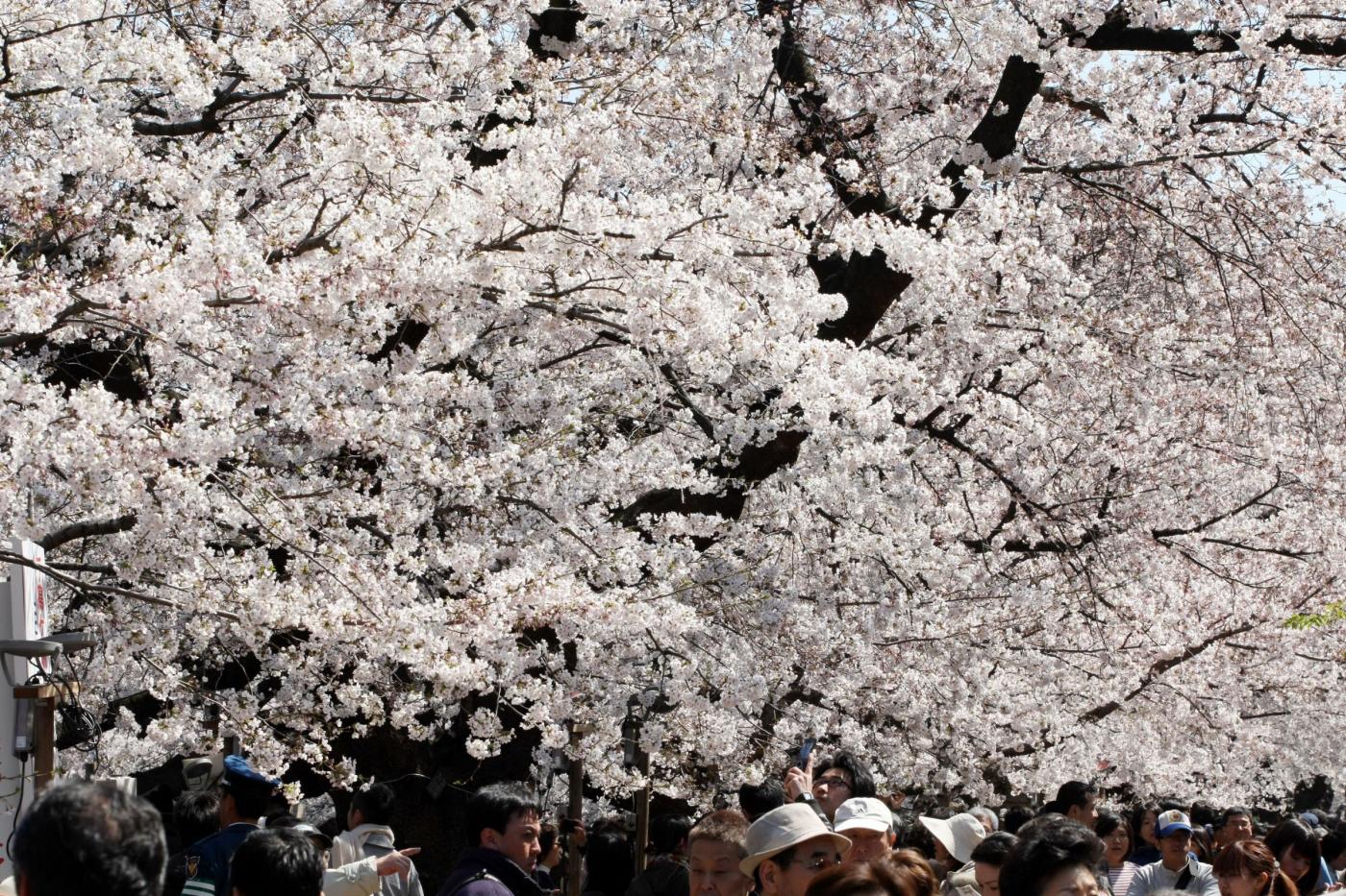 Giappone, turisti e curiosi per la tradizionale fioritura dei ciliegi03