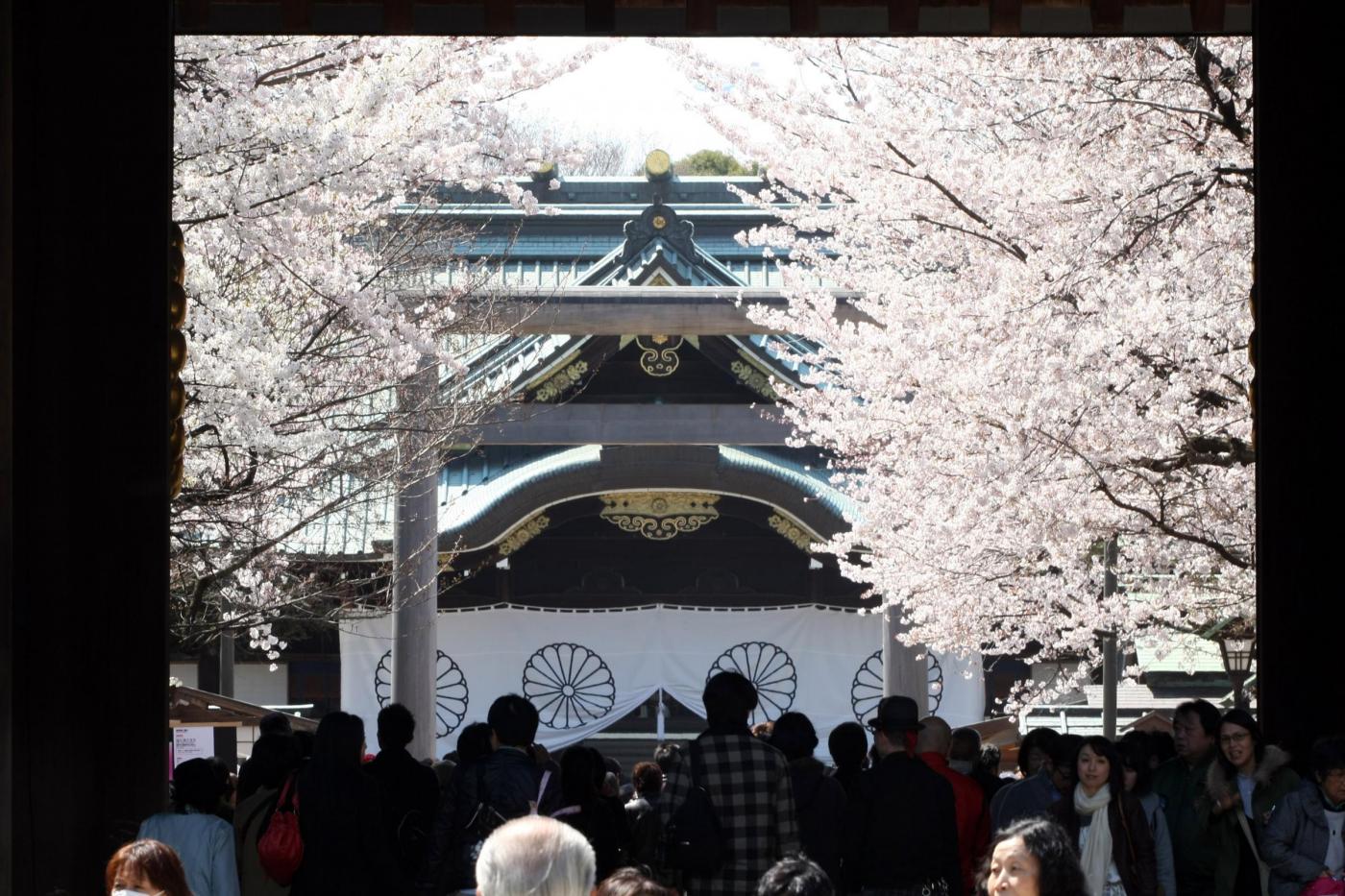 Giappone, turisti e curiosi per la tradizionale fioritura dei ciliegi02