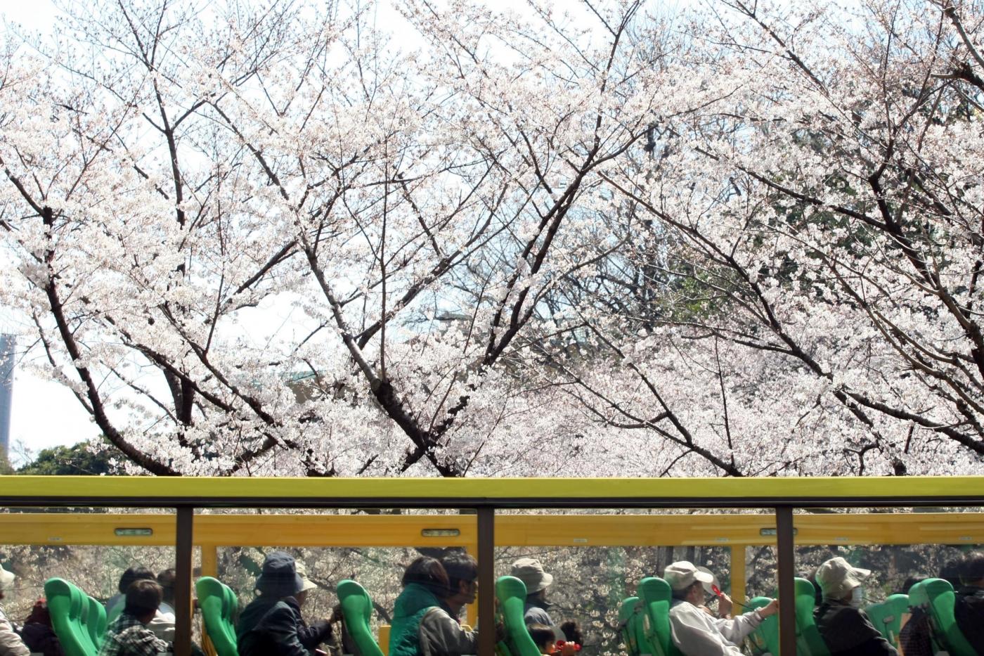 Giappone, turisti e curiosi per la tradizionale fioritura dei ciliegi01