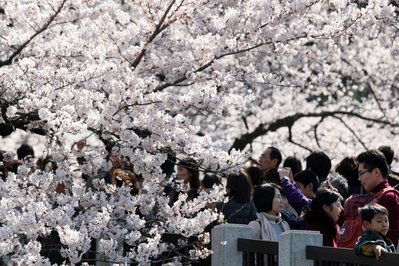 Giappone, turisti e curiosi per la tradizionale fioritura dei ciliegi12