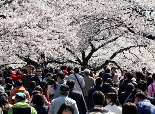 Giappone, turisti e curiosi per la tradizionale fioritura dei ciliegi11