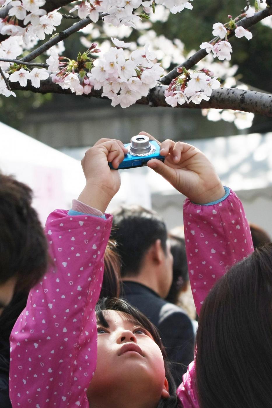 Giappone, turisti e curiosi per la tradizionale fioritura dei ciliegi10