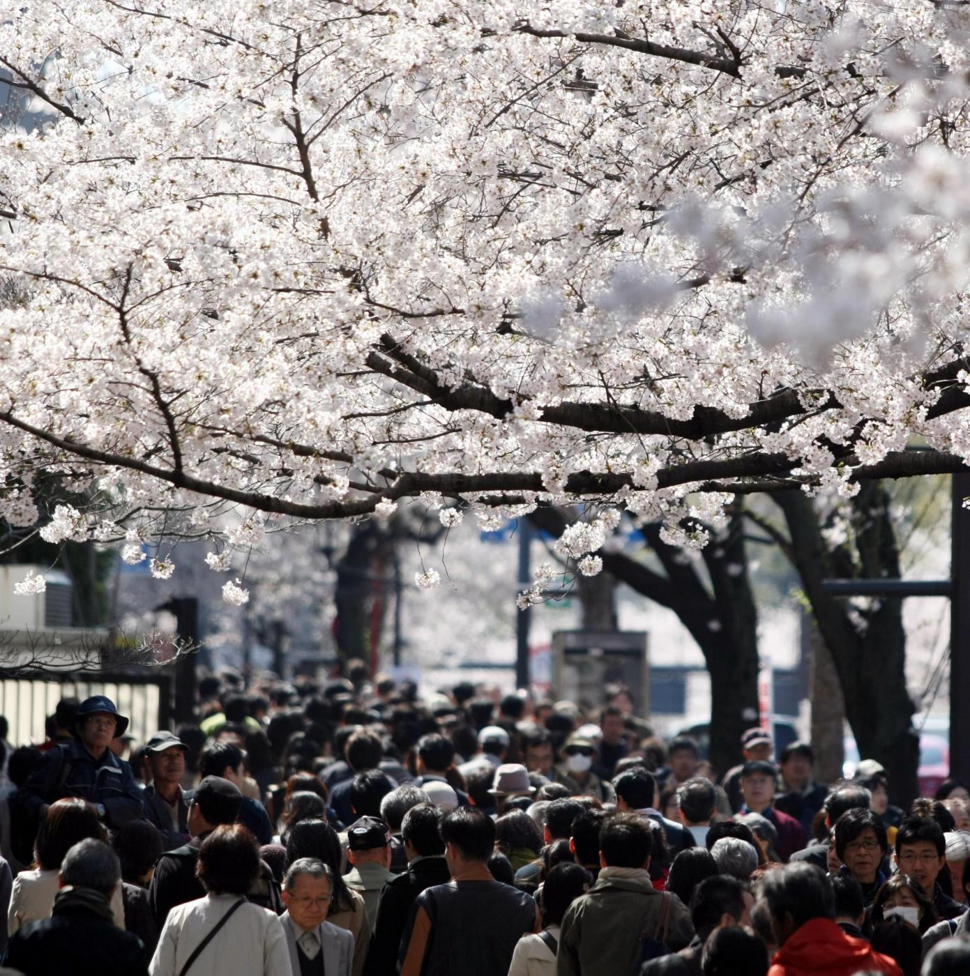 Giappone, turisti e curiosi per la tradizionale fioritura dei ciliegi09