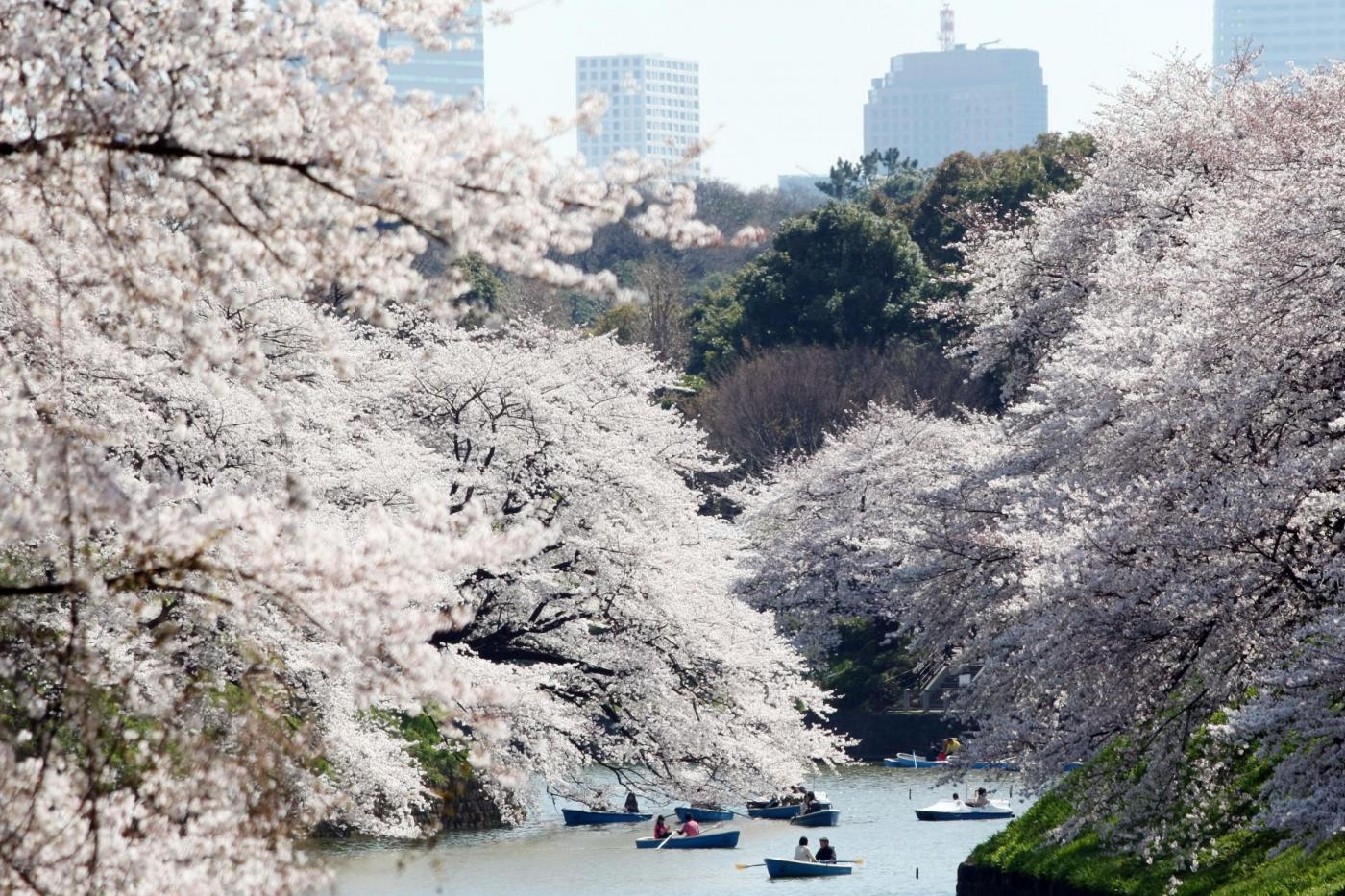 Giappone, turisti e curiosi per la tradizionale fioritura dei ciliegi07