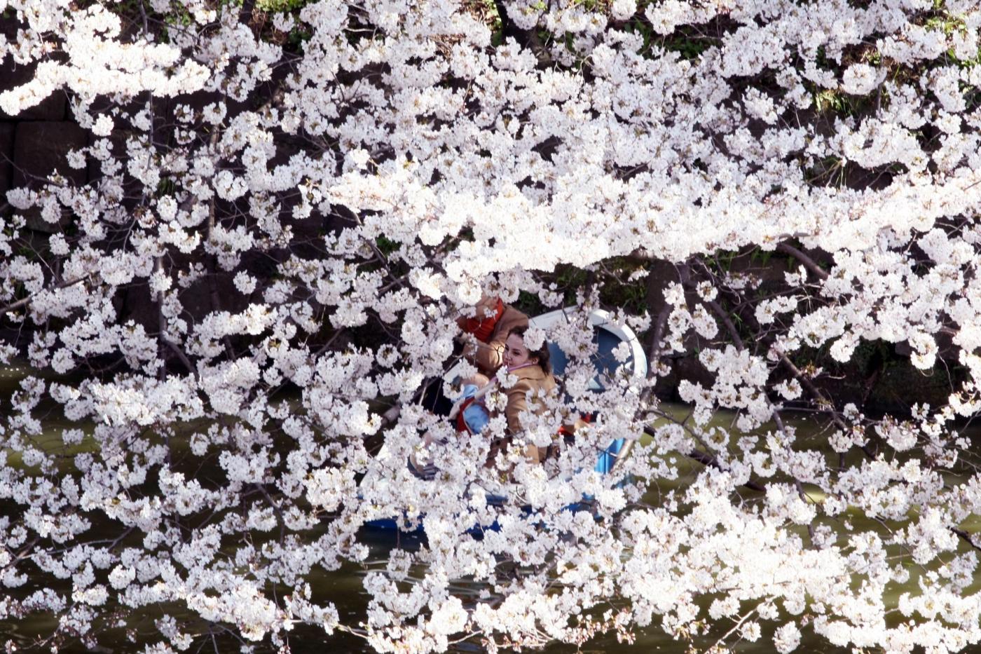 Giappone, turisti e curiosi per la tradizionale fioritura dei ciliegi06