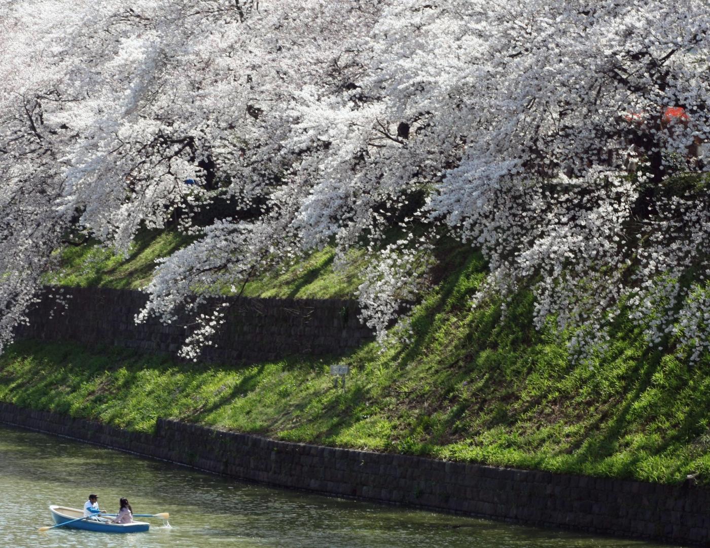 Giappone, turisti e curiosi per la tradizionale fioritura dei ciliegi05
