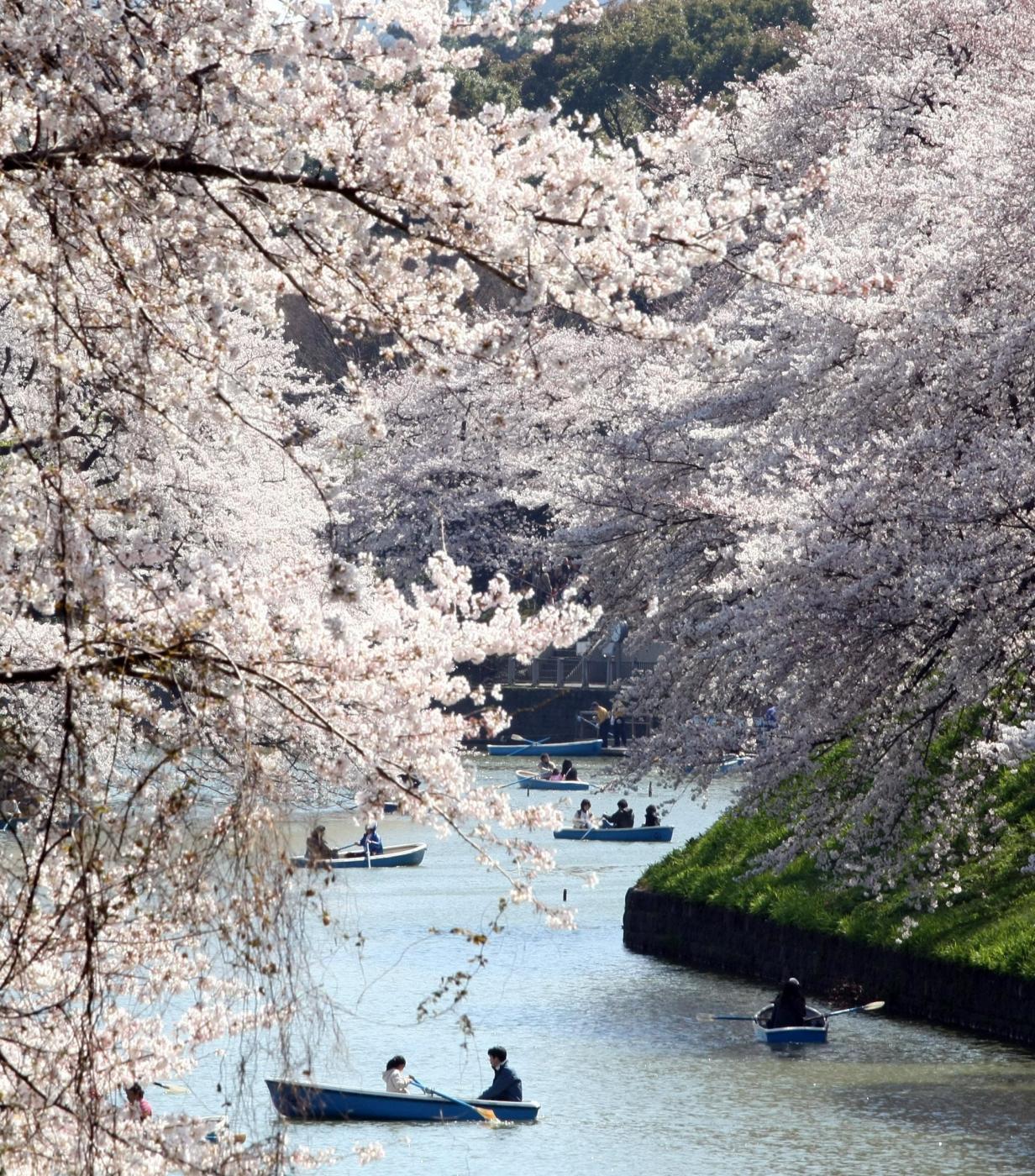 Giappone, turisti e curiosi per la tradizionale fioritura dei ciliegi04