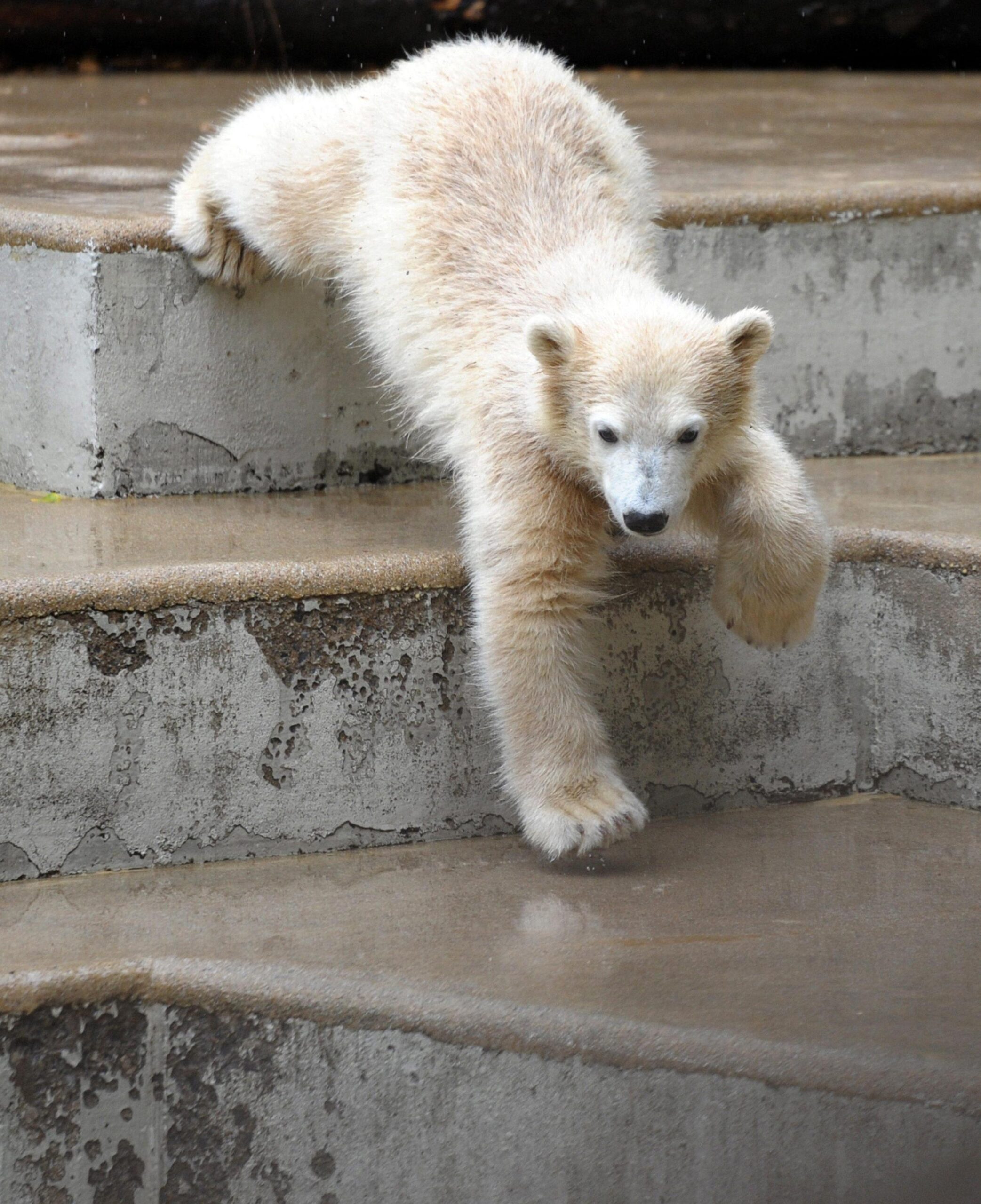 Polar Bear Anori in Wuppertal Zoo02