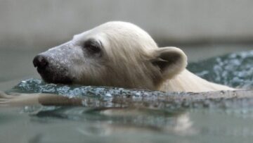 Polar Bear Anori in Wuppertal Zoo03