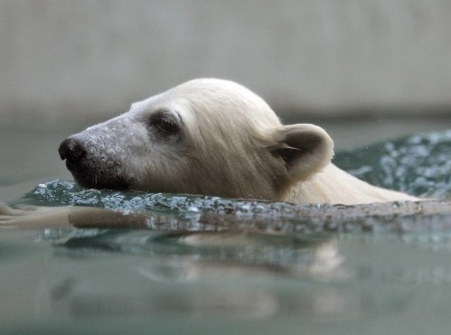 Polar Bear Anori in Wuppertal Zoo03