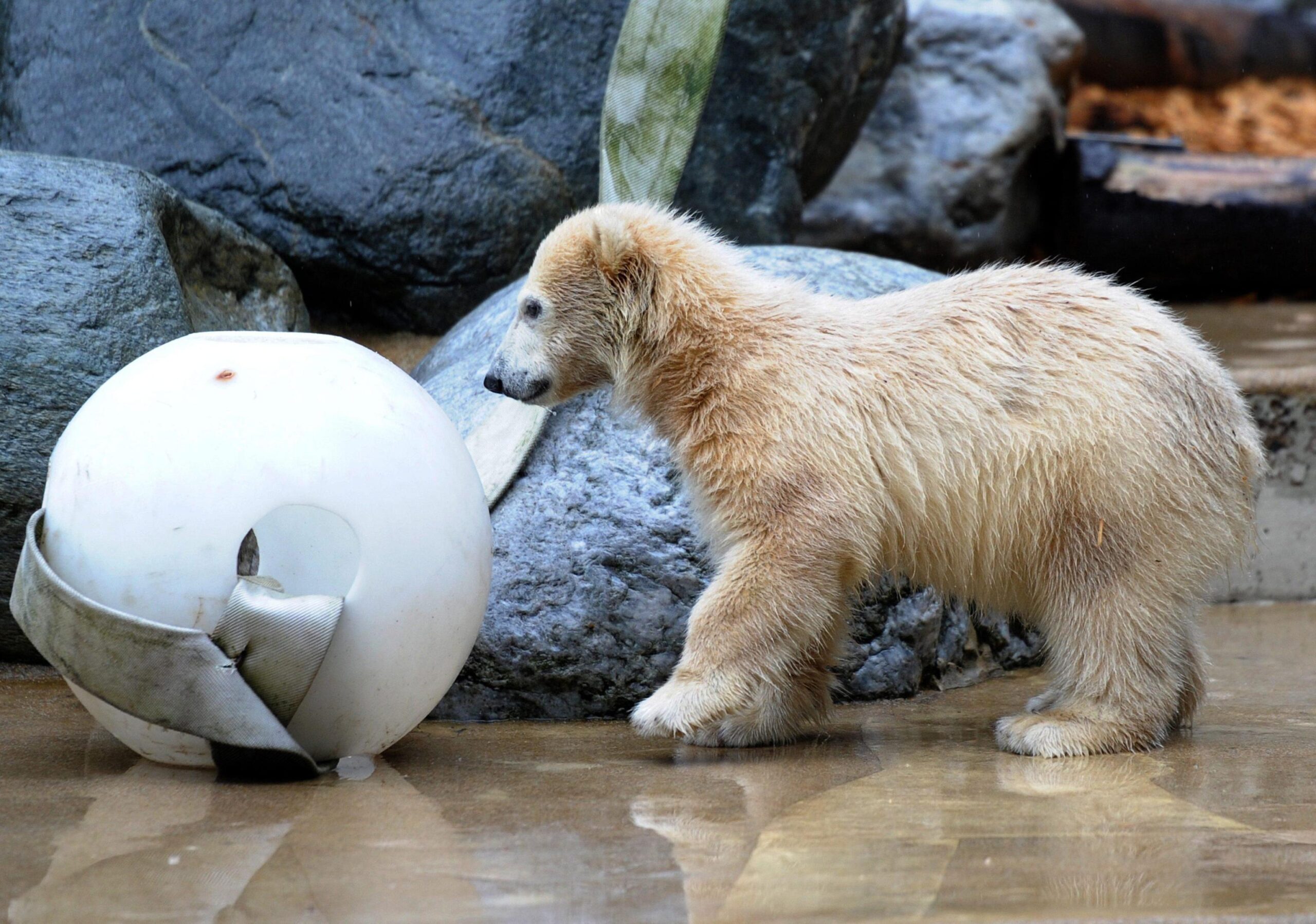 Polar Bear Anori in Wuppertal Zoo01