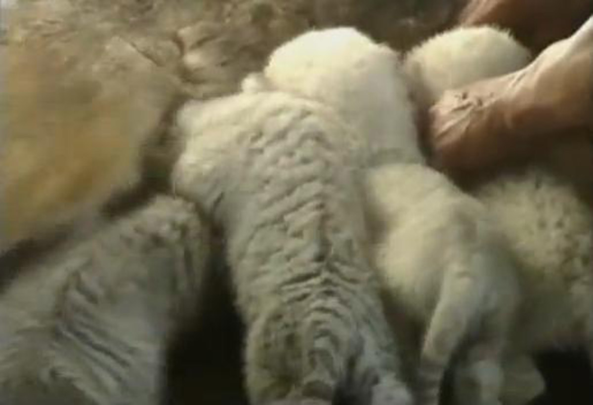 Pastore tedesco adotta 4 cuccioli di tigri bianche 01