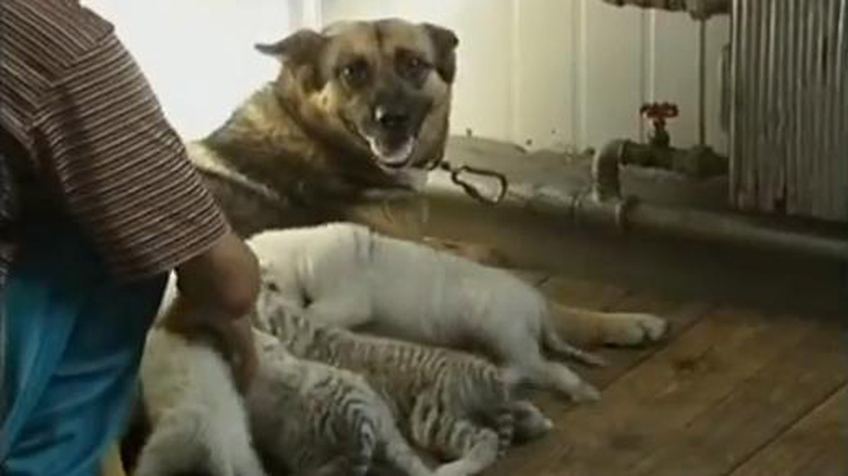 Pastore tedesco adotta 4 cuccioli di tigri bianche 02