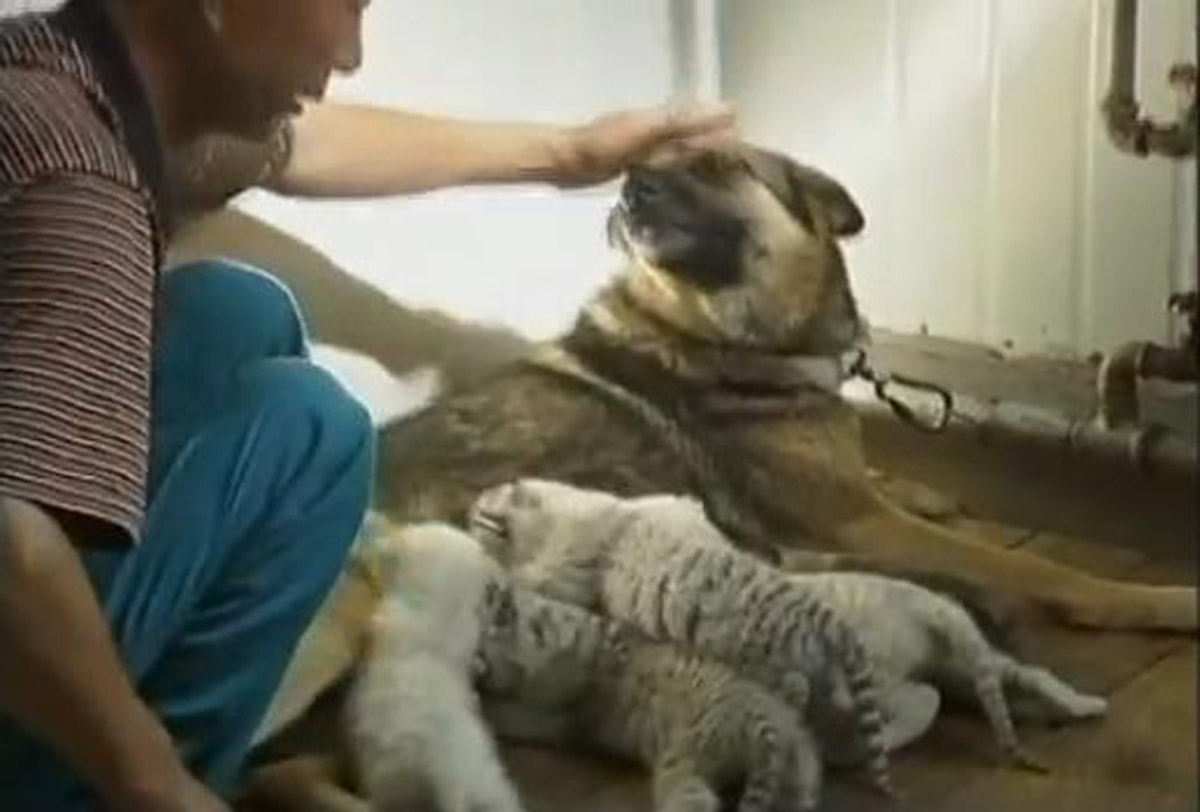 Pastore tedesco adotta 4 cuccioli di tigri bianche 03