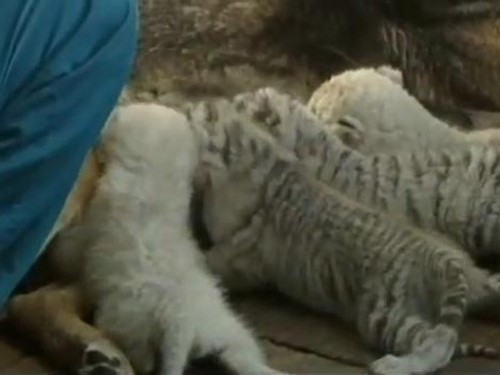 Pastore tedesco adotta 4 cuccioli di tigri bianche 04