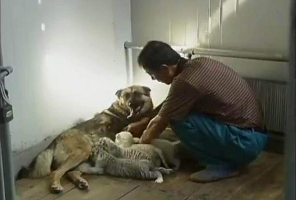 Pastore tedesco adotta 4 cuccioli di tigri bianche 05