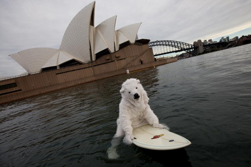Polar Bear At Sydney Opera House