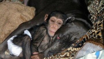 scimpanzè accudito da cane