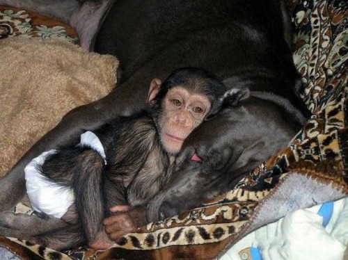 scimpanzè accudito da cane
