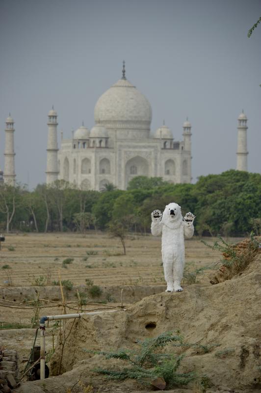 Polar Bear At Taj Mahal, India
