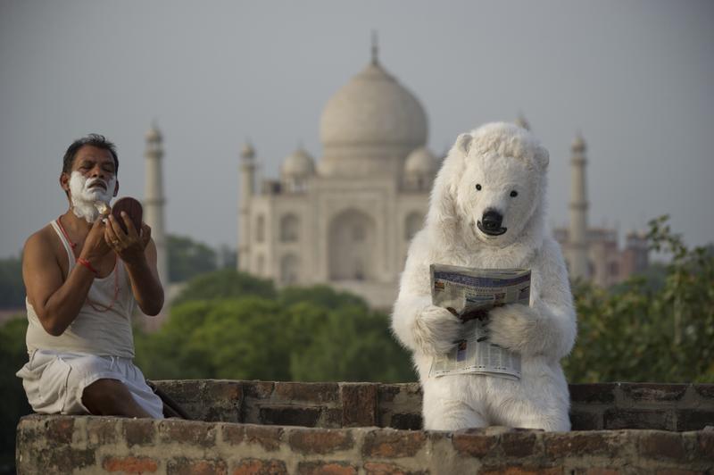 Polar Bear At Taj Mahal, India02