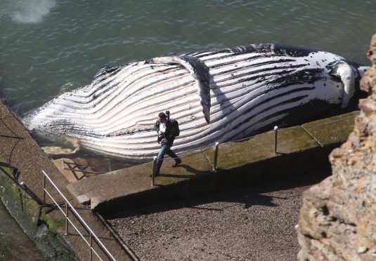 Australia, carcassa di una grande balena in una piscina davanti al mare di Sydney04