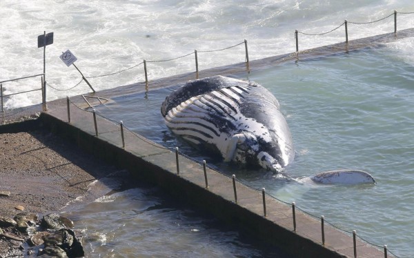 Australia, carcassa di una grande balena in una piscina davanti al mare di Sydney03