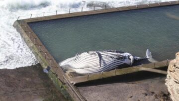 Australia, carcassa di una grande balena in una piscina davanti al mare di Sydney02